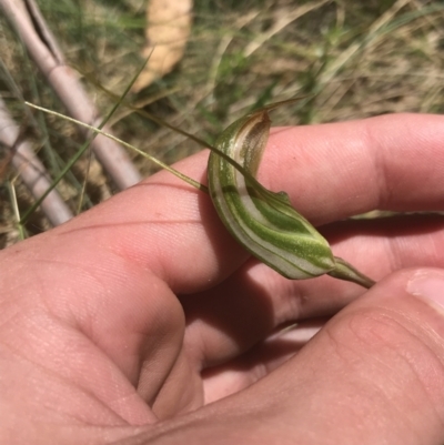 Diplodium aestivum (Long-tongued Summer Greenhood) at Cotter River, ACT - 29 Dec 2021 by Tapirlord