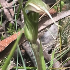 Diplodium aestivum at Cotter River, ACT - suppressed