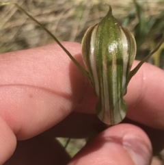 Diplodium aestivum at Cotter River, ACT - suppressed