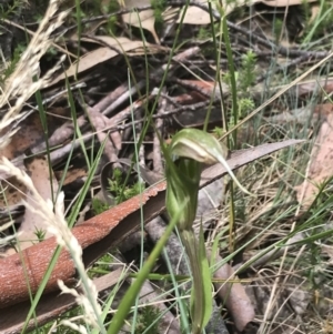 Diplodium aestivum at Cotter River, ACT - suppressed