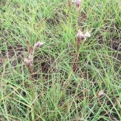 Themeda triandra (Kangaroo Grass) at Murrumbateman, NSW - 10 Apr 2020 by ALCaston