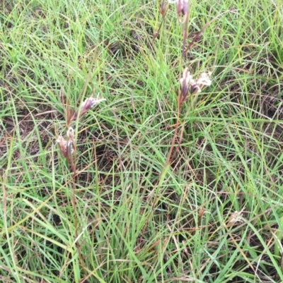 Themeda triandra (Kangaroo Grass) at Murrumbateman, NSW - 10 Apr 2020 by ALCaston