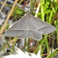 Epidesmia hypenaria (Long-nosed Epidesmia) at Bigga, NSW - 8 Jan 2022 by JohnBundock