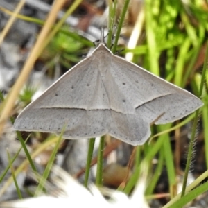 Epidesmia hypenaria at Bigga, NSW - 8 Jan 2022