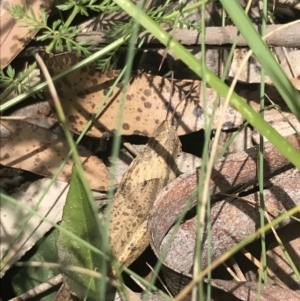 Goniaea australasiae at Cotter River, ACT - 29 Dec 2021