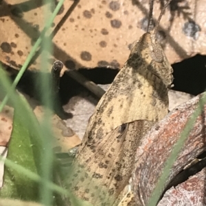 Goniaea australasiae at Cotter River, ACT - 29 Dec 2021