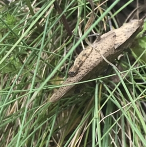 Goniaea australasiae at Cotter River, ACT - 29 Dec 2021