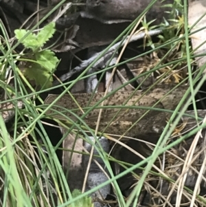 Goniaea australasiae at Cotter River, ACT - 29 Dec 2021