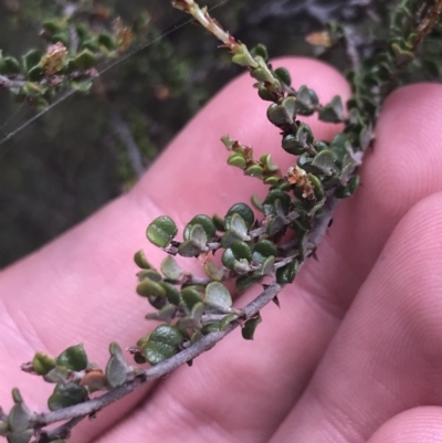 Bossiaea foliosa (Leafy Bossiaea) at Namadgi National Park - 29 Dec 2021 by Tapirlord