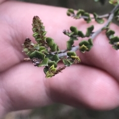 Bossiaea foliosa at Cotter River, ACT - 29 Dec 2021