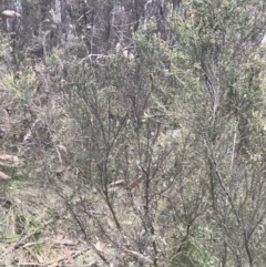 Bossiaea foliosa at Cotter River, ACT - 29 Dec 2021