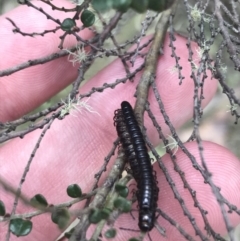 Diplopoda (class) (Unidentified millipede) at Cotter River, ACT - 29 Dec 2021 by Tapirlord