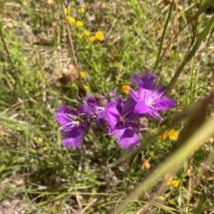 Thysanotus tuberosus (Common Fringe-lily) at Murrumbateman Cemetery - 17 Dec 2021 by ALCaston