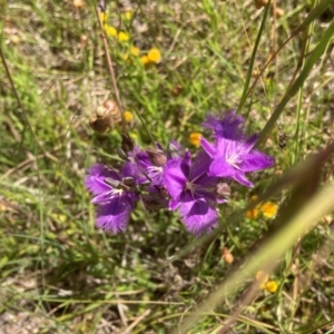 Thysanotus tuberosus at Murrumbateman, NSW - 17 Dec 2021