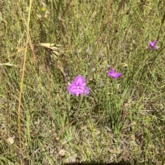 Thysanotus tuberosus at Murrumbateman, NSW - 17 Dec 2021 11:34 AM