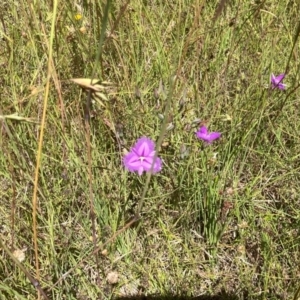 Thysanotus tuberosus at Murrumbateman, NSW - 17 Dec 2021 11:34 AM