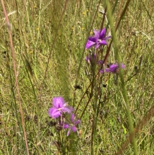 Thysanotus tuberosus at Murrumbateman, NSW - 17 Dec 2021