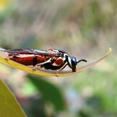 Pergagrapta sp. (genus) (A sawfly) at Lions Youth Haven - Westwood Farm A.C.T. - 8 Jan 2022 by HelenCross