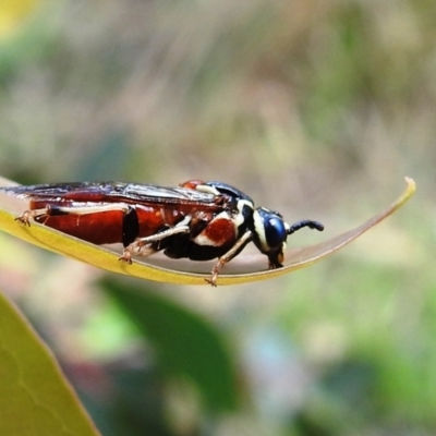 Pergagrapta latreillii (Sawfly) at Stromlo, ACT - 8 Jan 2022 by HelenCross