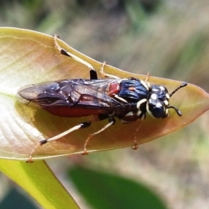 Pergagrapta sp. (genus) at Stromlo, ACT - 8 Jan 2022