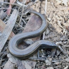 Hemiergis talbingoensis (Eastern Three-toed Earless Skink) at Aranda, ACT - 8 Jan 2022 by KMcCue