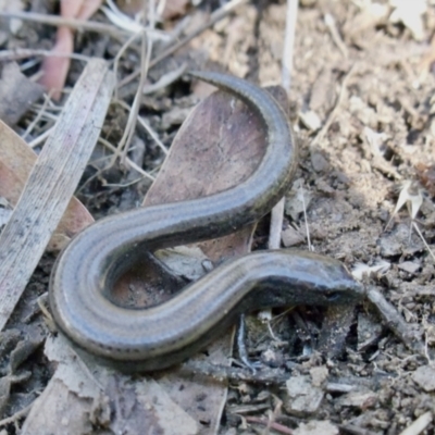 Hemiergis talbingoensis (Eastern Three-toed Earless Skink) at Aranda, ACT - 8 Jan 2022 by KMcCue