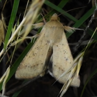 Helicoverpa (genus) (A bollworm) at Crooked Corner, NSW - 8 Jan 2022 by JohnBundock