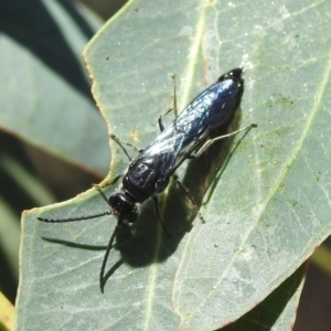 Austroscolia soror at Stromlo, ACT - suppressed