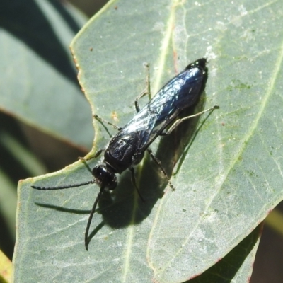 Austroscolia soror (Blue Flower Wasp) at Stromlo, ACT - 8 Jan 2022 by HelenCross