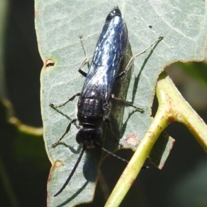 Austroscolia soror at Stromlo, ACT - 8 Jan 2022