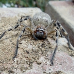 Neosparassus sp. (genus) (Unidentified Badge huntsman) at Aranda, ACT - 8 Jan 2022 by KMcCue