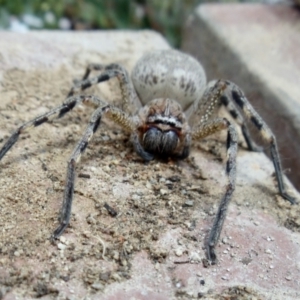 Neosparassus sp. (genus) at Aranda, ACT - 8 Jan 2022