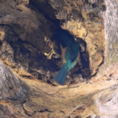 Todiramphus sanctus (Sacred Kingfisher) at Stromlo, ACT - 8 Jan 2022 by HelenCross