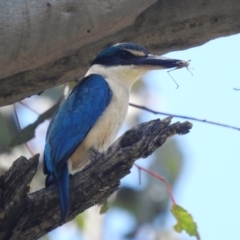 Todiramphus sanctus at Stromlo, ACT - suppressed