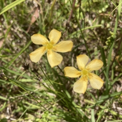 Hypericum gramineum (Small St Johns Wort) at Murrumbateman, NSW - 17 Dec 2021 by ALCaston