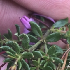 Tetratheca bauerifolia at Cotter River, ACT - 29 Dec 2021