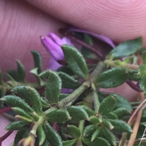 Tetratheca bauerifolia at Cotter River, ACT - 29 Dec 2021 12:46 PM