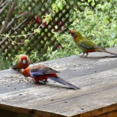 Platycercus elegans (Crimson Rosella) at Aranda, ACT - 7 Jan 2022 by KMcCue