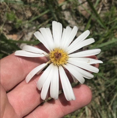 Celmisia tomentella (Common Snow Daisy) at Cotter River, ACT - 29 Dec 2021 by Tapirlord