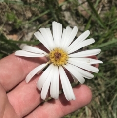 Celmisia tomentella (A Snow Daisy) at Cotter River, ACT - 29 Dec 2021 by Tapirlord