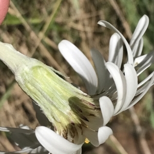 Celmisia tomentella at Cotter River, ACT - 29 Dec 2021