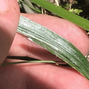 Celmisia tomentella at Cotter River, ACT - 29 Dec 2021