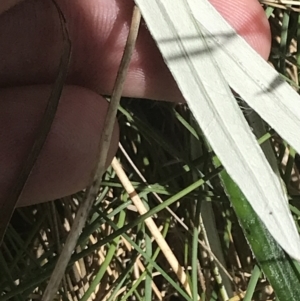 Celmisia tomentella at Cotter River, ACT - 29 Dec 2021 12:48 PM