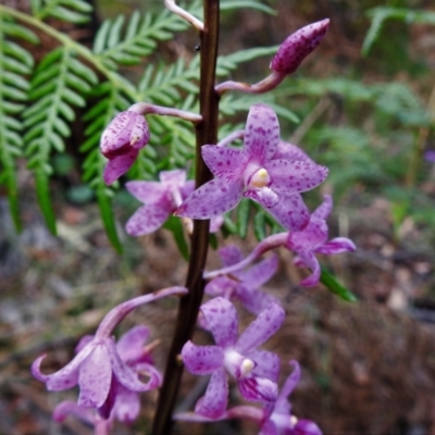Dipodium roseum (Rosy Hyacinth Orchid) at Bigga, NSW - 8 Jan 2022 by JohnBundock