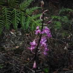 Dipodium roseum at Bigga, NSW - 8 Jan 2022