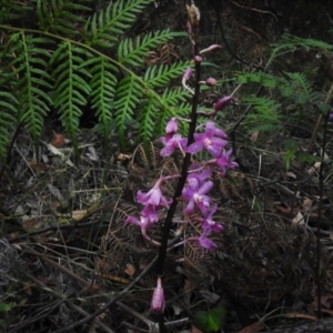 Dipodium roseum at Bigga, NSW - 8 Jan 2022