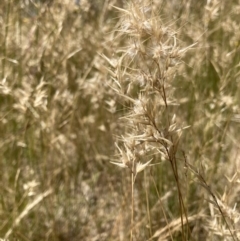 Rytidosperma (genus) (Wallaby Grass) at Murrumbateman, NSW - 17 Dec 2021 by ALCaston
