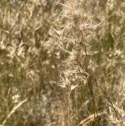Rytidosperma (genus) (Wallaby Grass) at Murrumbateman, NSW - 17 Dec 2021 by ALCaston
