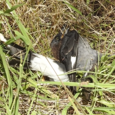 Strepera graculina (Pied Currawong) at Lions Youth Haven - Westwood Farm A.C.T. - 8 Jan 2022 by HelenCross