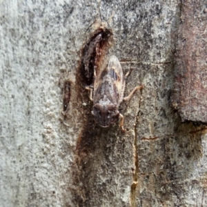 Stenocotis depressa at Aranda, ACT - 8 Jan 2022